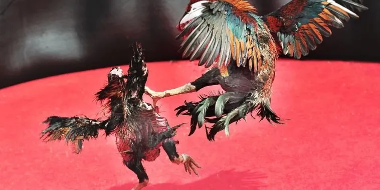 Bí Quyết Cách Chơi Đá Gà Sabong Tại Tydo88 Ăn Tiền Cực Dễ