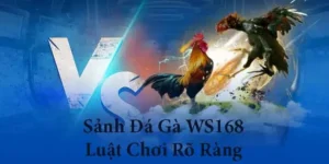 Hướng Dẫn Cách Chơi Đá Gà WS168 Tại Tydo88 Hiệu Quả