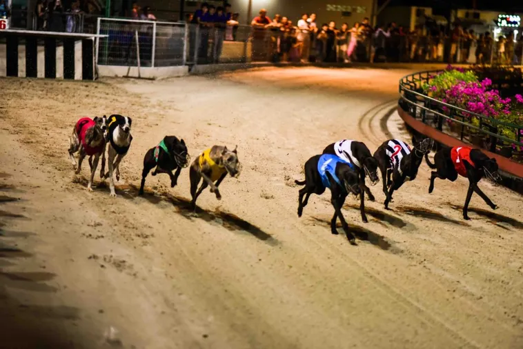 Chiến Thắng Game Nhanh Đua Chó Tại Tydo88 Với Mẹo Cược Hay