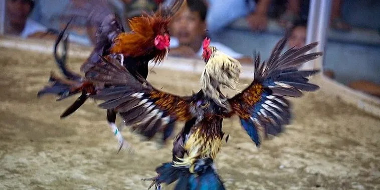 Bí Quyết Cách Chơi Đá Gà Sabong Tại Tydo88 Ăn Tiền Cực Dễ